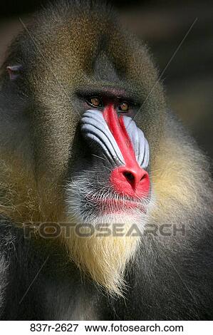 Close-up of a mandrill View Large Photo Image Stock Photo - Close-up of a mandrill. Fotosearch