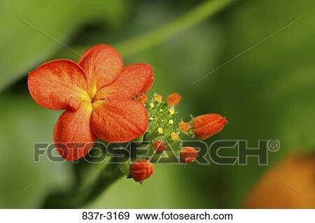 Close-up of a Mexican Flame Vine flower (Senecio confusus) View Large Photo Image Stock Photo - Close-up of a Mexican Flame Vine flower (Senecio confusus). Fotosearch
