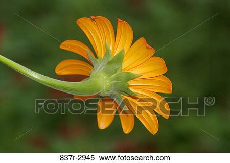 Close-up of a Mexican Sunflower (Tithonia rotundifolia) View Large Photo Image Stock Photography - Close-up of a Mexican Sunflower (Tithonia rotundifolia). Fotosearch