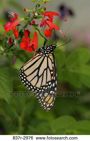Close-up of a Monarch Butterfly on a flower pollinating (Danaus plexippus) View Large Photo Image Stock Photograph - Close-up of a Monarch Butterfly on a flower pollinating (Danaus plexippus). Fotosearch