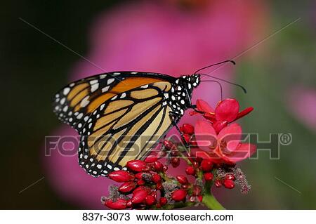 Close-up of a Monarch butterfly pollinating a flower (Danaus plexippus) View Large Photo Image Stock Image - Close-up of a Monarch butterfly pollinating a flower (Danaus plexippus). Fotosearch