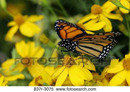 Close-up of a Monarch butterfly pollinating a flower (Danaus plexippus) View Large Photo Image Stock Photography - Close-up of a Monarch butterfly pollinating a flower (Danaus plexippus). Fotosearch