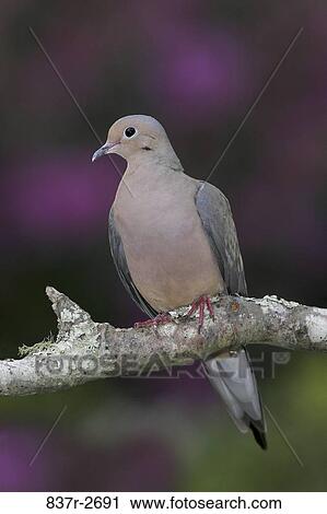Stock Image - Close-up of a Mourning Dove perching on a branch (Zenaida macroura). Fotosearch