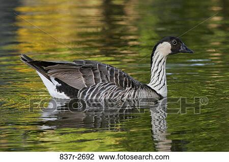 Close-up of a nene swimming in a lake (Branta sandvicensis) View Large Photo Image Stock Image - Close-up of a nene swimming in a lake (Branta sandvicensis). Fotosearch
