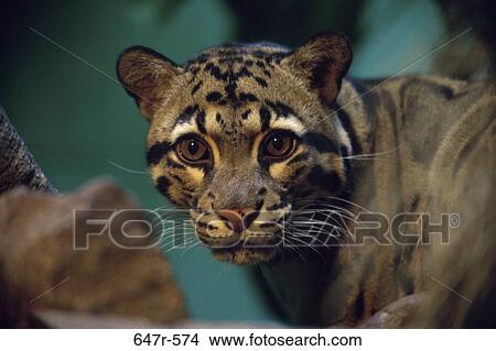 Close-up of a ocelot View Large Photo Image Picture - Close-up of a ocelot. Fotosearch