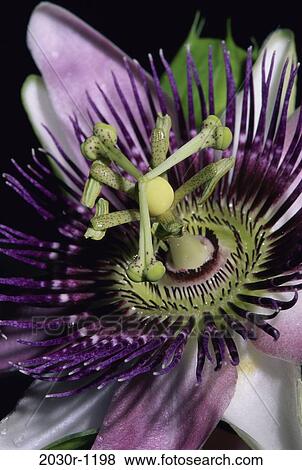 Stock Photo - Close-up of a passion flower. Fotosearch