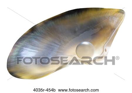 Close-up of a pearl in a shell View Large Photo Image Stock Image - Close-up of a pearl in a shell. Fotosearch