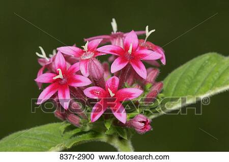 Stock Image - Close-up of a pentas flower (Pentas lanceolata). Fotosearch