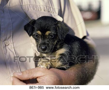 Close-up of a person holding a puppy dog View Large Photo Image Stock Photography - Close-up of a person holding a puppy dog. Fotosearch