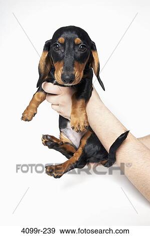 Close-up of a person's hands holding a Dachshund puppy View Large Photo Image Stock Photo - Close-up of a person's hands holding a Dachshund puppy. Fotosearch