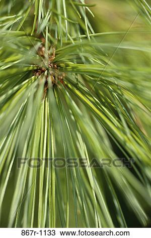 Close-up of a pine tree View Large Photo Image Stock Image - Close-up of a pine tree. Fotosearch