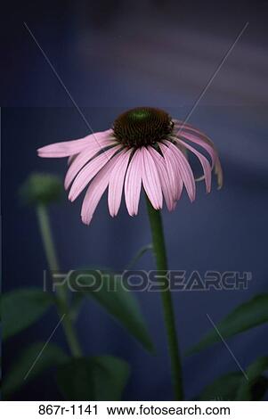 Close-up of a purple coneflower View Large Photo Image Stock Image - Close-up of a purple coneflower. Fotosearch