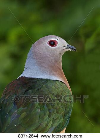 Close-up of a Purple-tailed Imperial Pigeon View Large Photo Image Picture - Close-up of a Purple-tailed Imperial Pigeon. Fotosearch