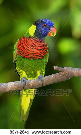 Close-up of a Rainbow Lorikeet perching on a branch (Trichoglossus haematodus) View Large Photo Image Stock Photography - Close-up of a Rainbow Lorikeet perching on a branch (Trichoglossus haematodus). Fotosearch