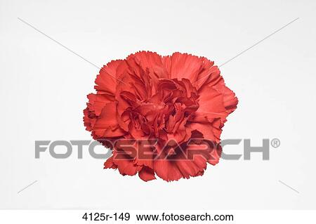 Close-up of a Red Carnation flower View Large Photo Image Stock Photo - Close-up of a Red Carnation flower. Fotosearch