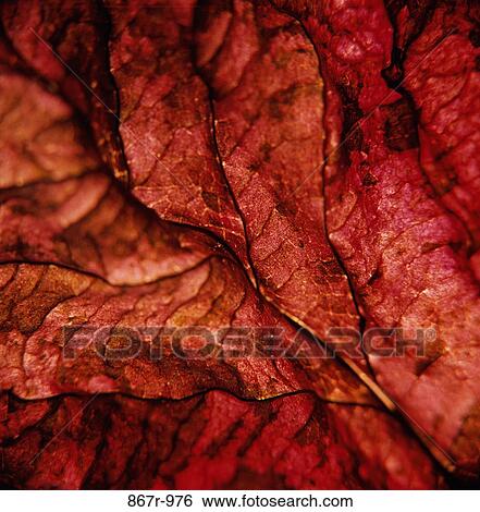 Close-up of a red leaf View Large Photo Image Stock Photograph - Close-up of a red leaf. Fotosearch