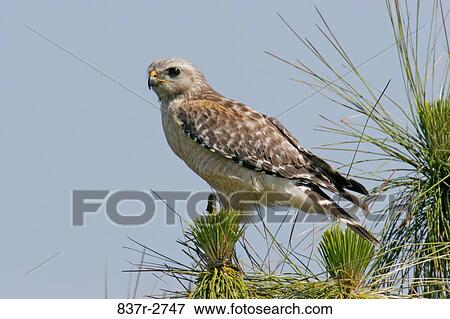Stock Photo - Close-up of a Red-shouldered Hawk perching (Buteo lineatus). Fotosearch