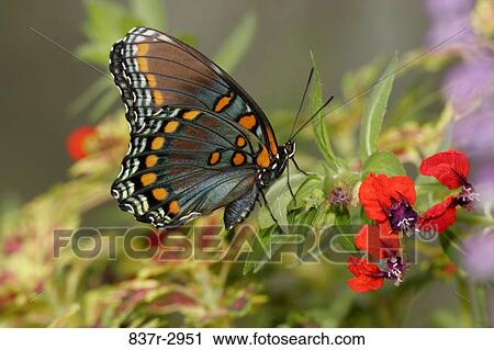 Close-up of a Red-spotted Purple Butterfly on leaves (Limenitis arthemis astyanax) View Large Photo Image Stock Image - Close-up of a Red-spotted Purple Butterfly on leaves (Limenitis arthemis astyanax). Fotosearch