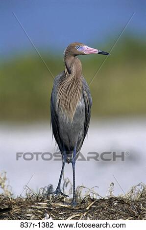 Close-up of a Reddish Egret View Large Photo Image Stock Image - Close-up of a Reddish Egret. Fotosearch