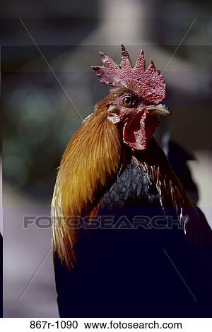 Close-up of a rooster View Large Photo Image Stock Image - Close-up of a rooster. Fotosearch