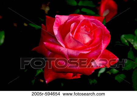 Close-up of a Rose flower, Long Beach, California, USA View Large Photo Image Picture - Close-up of a Rose flower, Long Beach, California, USA. Fotosearch