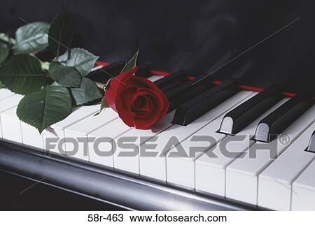 Close-up of a rose on a piano View Large Photo Image Stock Image - Close-up of a rose on a piano. Fotosearch
