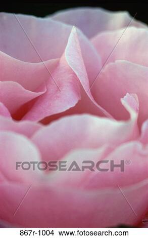 Close-up of a rose View Large Photo Image Picture - Close-up of a rose. Fotosearch