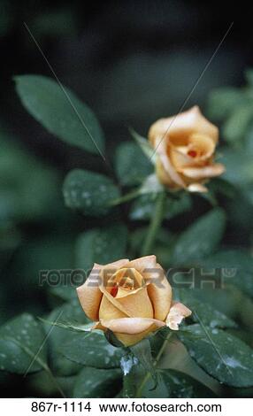 Close-up of a rose plant View Large Photo Image Picture - Close-up of a rose plant. Fotosearch
