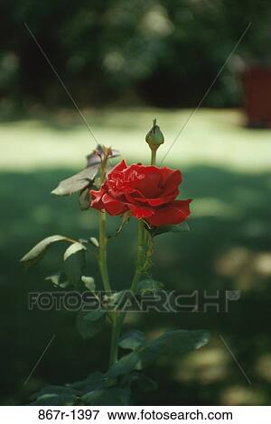 Close-up of a rose plant View Large Photo Image Stock Photo - Close-up of a rose plant. Fotosearch