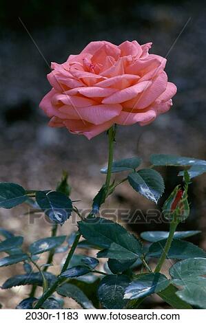 Close-up of a rose View Large Photo Image Stock Image - Close-up of a rose. Fotosearch