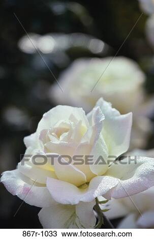 Stock Image - Close-up of a rose. Fotosearch