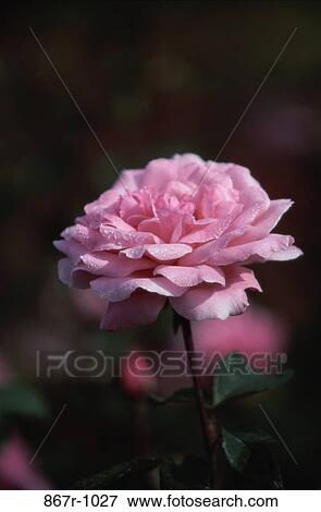 Stock Photo - Close-up of a rose. Fotosearch