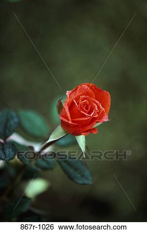 Close-up of a rose View Large Photo Image Stock Photograph - Close-up of a rose. Fotosearch