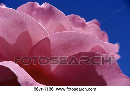 Close-up of a rose View Large Photo Image Stock Photograph - Close-up of a rose. Fotosearch