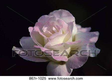 Close-up of a rose View Large Photo Image Stock Photography - Close-up of a rose. Fotosearch