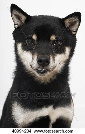 Close-up of a Shiba Inu puppy View Large Photo Image Picture - Close-up of a Shiba Inu puppy. Fotosearch