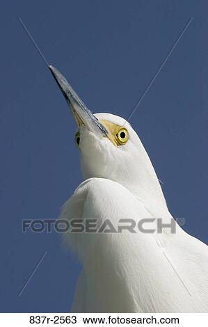 Close-up of a Snowy Egret View Large Photo Image Stock Image - Close-up of a Snowy Egret. Fotosearch
