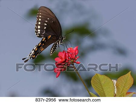 Close-up of a Spicebush Swallowtail Butterfly on a flower pollinating (Papilio troilus) View Large Photo Image Stock Photograph - Close-up of a Spicebush Swallowtail Butterfly on a flower pollinating (Papilio troilus). Fotosearch