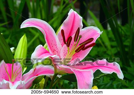 Close-up of a Stargazer lily (Lilium Stargazer), Long Beach, California, USA View Large Photo Image Stock Image - Close-up of a Stargazer lily (Lilium Stargazer), Long Beach, California, USA. Fotosearch