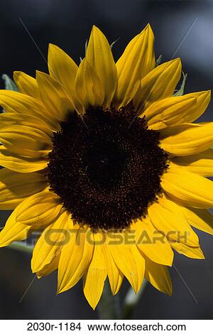 Close-up of a sunflower View Large Photo Image Picture - Close-up of a sunflower. Fotosearch