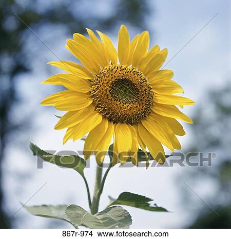 Close-up of a sunflower View Large Photo Image Picture - Close-up of a sunflower. Fotosearch