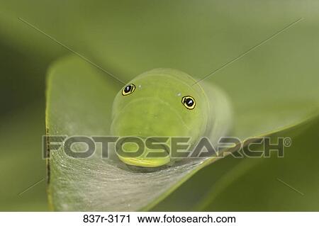 Stock Image - Close-up of a Tiger Swallowtail Caterpillar on a leaf (Papilio glaucus). Fotosearch