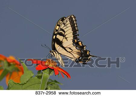 Stock Photo - Close-up of a Tiger Swallowtail Butterfly on a flower pollinating (Papilio glaucus). Fotosearch