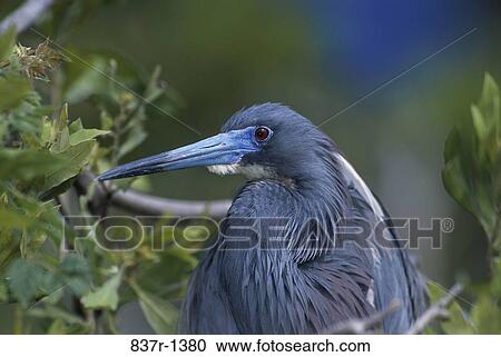 Close-up of a Tricolored Heron View Large Photo Image Stock Image - Close-up of a Tricolored Heron. Fotosearch