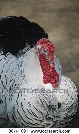 Close-up of a turkey View Large Photo Image Stock Image - Close-up of a turkey. Fotosearch
