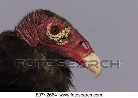 Close-up of a Turkey Vulture (Cathartes aura) View Large Photo Image Picture - Close-up of a Turkey Vulture (Cathartes aura). Fotosearch