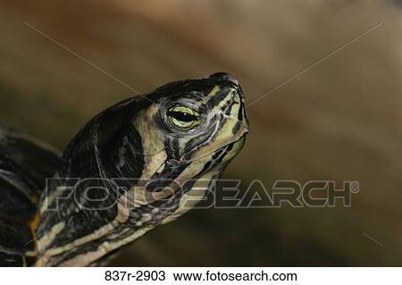 Stock Image - Close-up of a turtle. Fotosearch