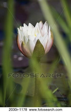 Close-up of a water lily View Large Photo Image Stock Photo - Close-up of a water lily. Fotosearch