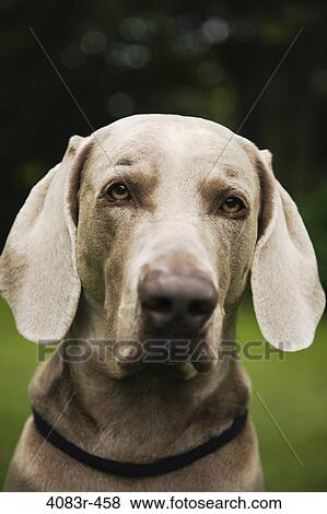 Stock Photo - Close-up of a Weimaraner. Fotosearch