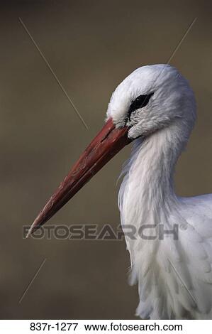 Close-up of a White Stork View Large Photo Image Stock Photo - Close-up of a White Stork. Fotosearch
